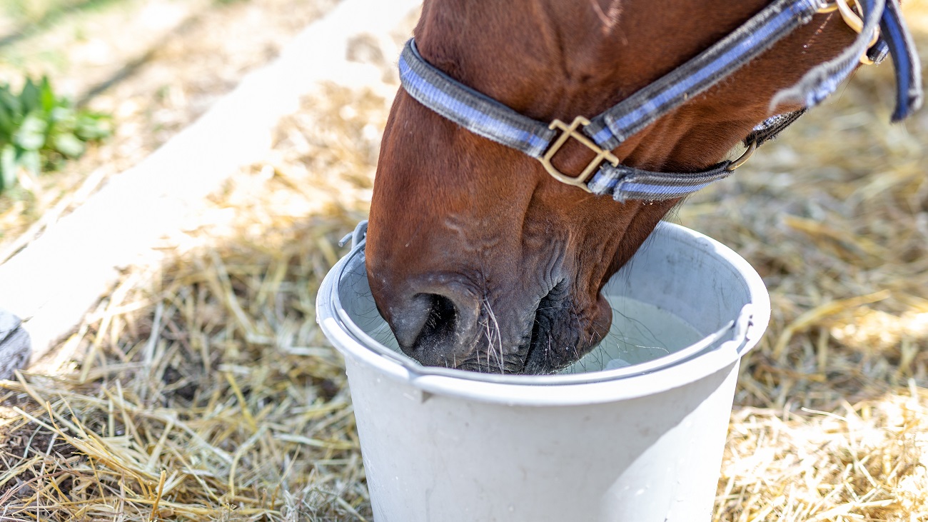 Why Sue Switched Her Horse's Himalayan Salt Lick | A Redmond Story