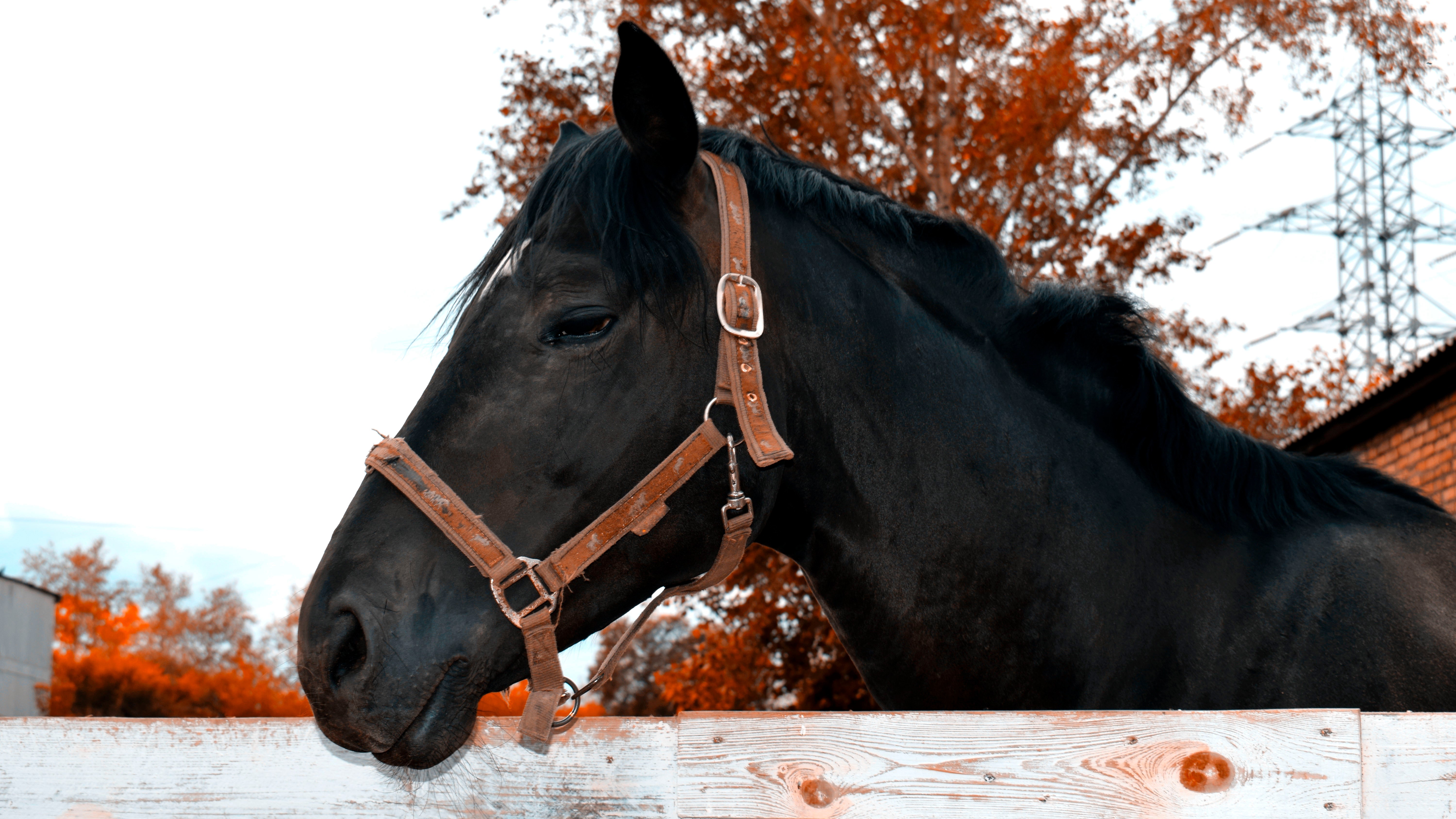 The Remedy for My Horse's Gas Colic | A Redmond Story