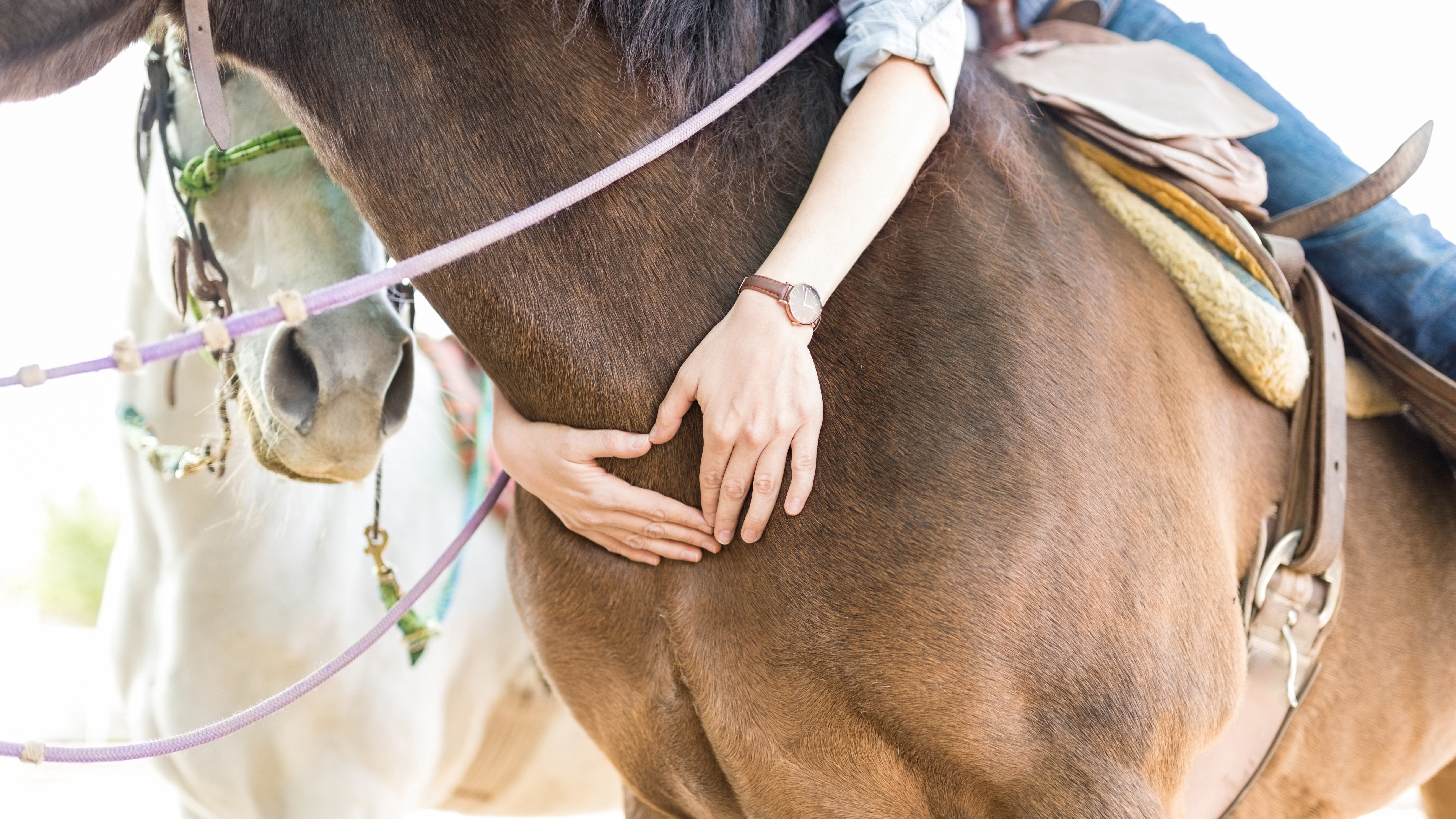 HeartMath studies show a horse's heart has a large energy field that improves health and wellbeing in humans.