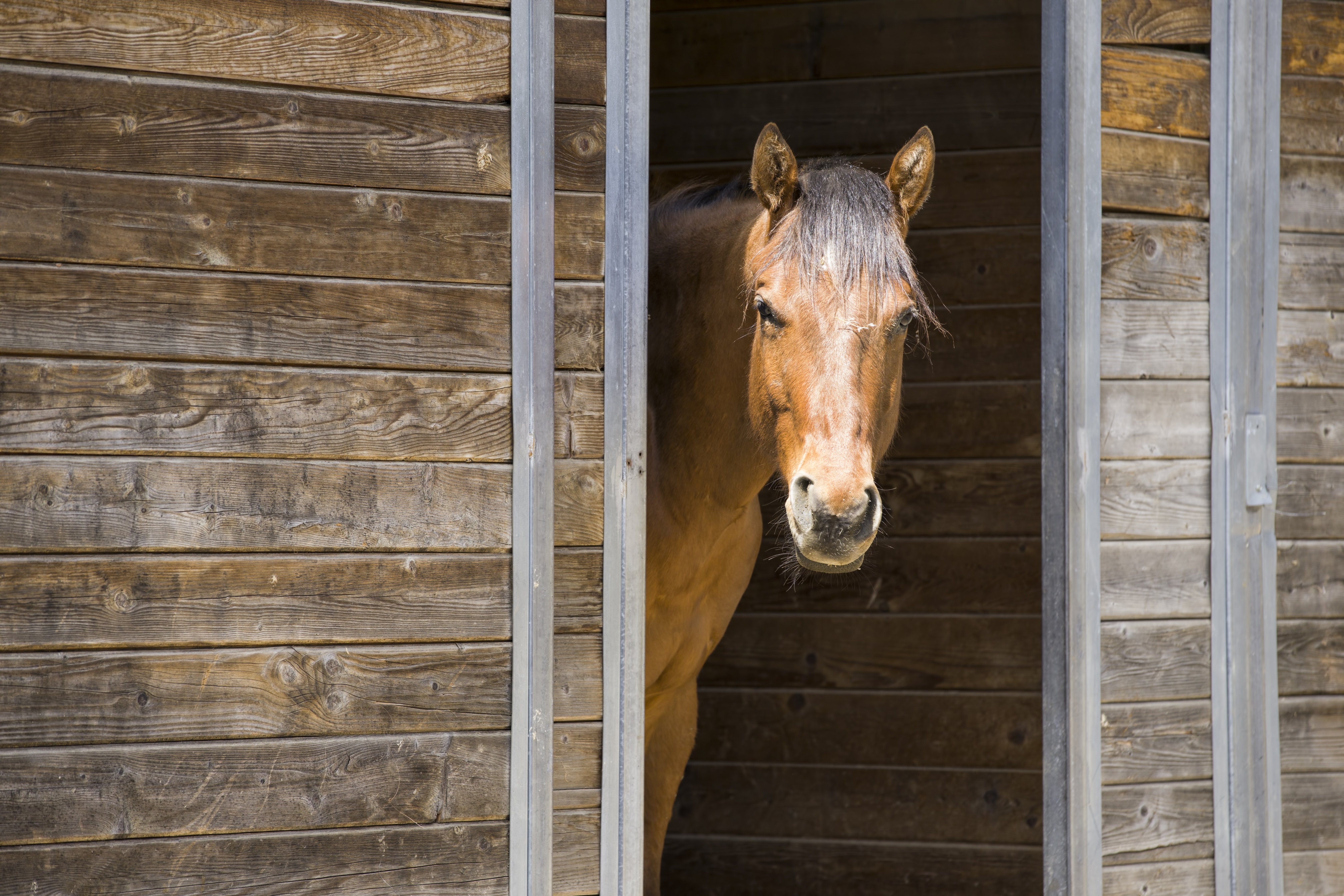Vet Advice: Treating Equine Ulcers with Redmond Daily Gold
