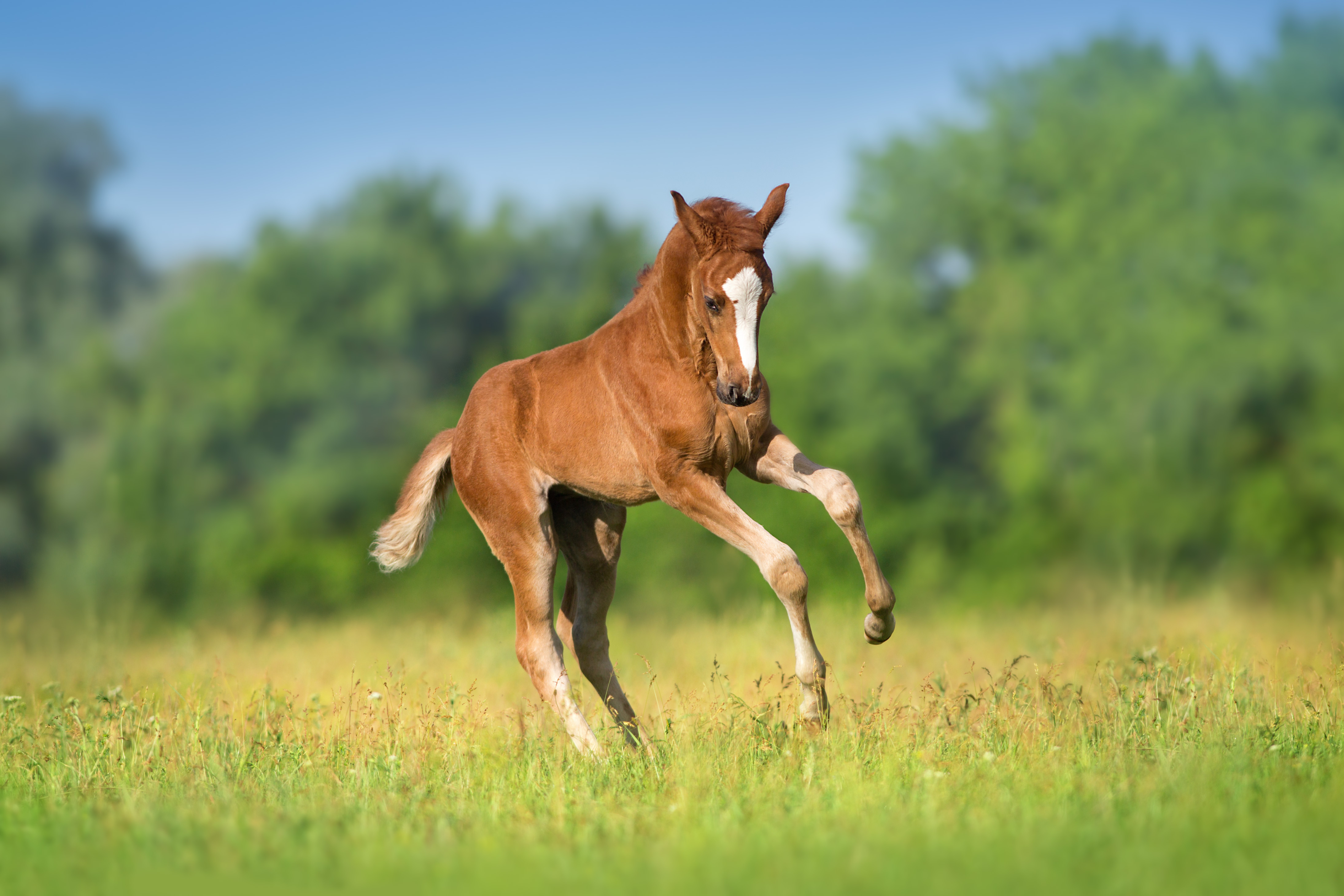How to Treat Diarrhea in Foals