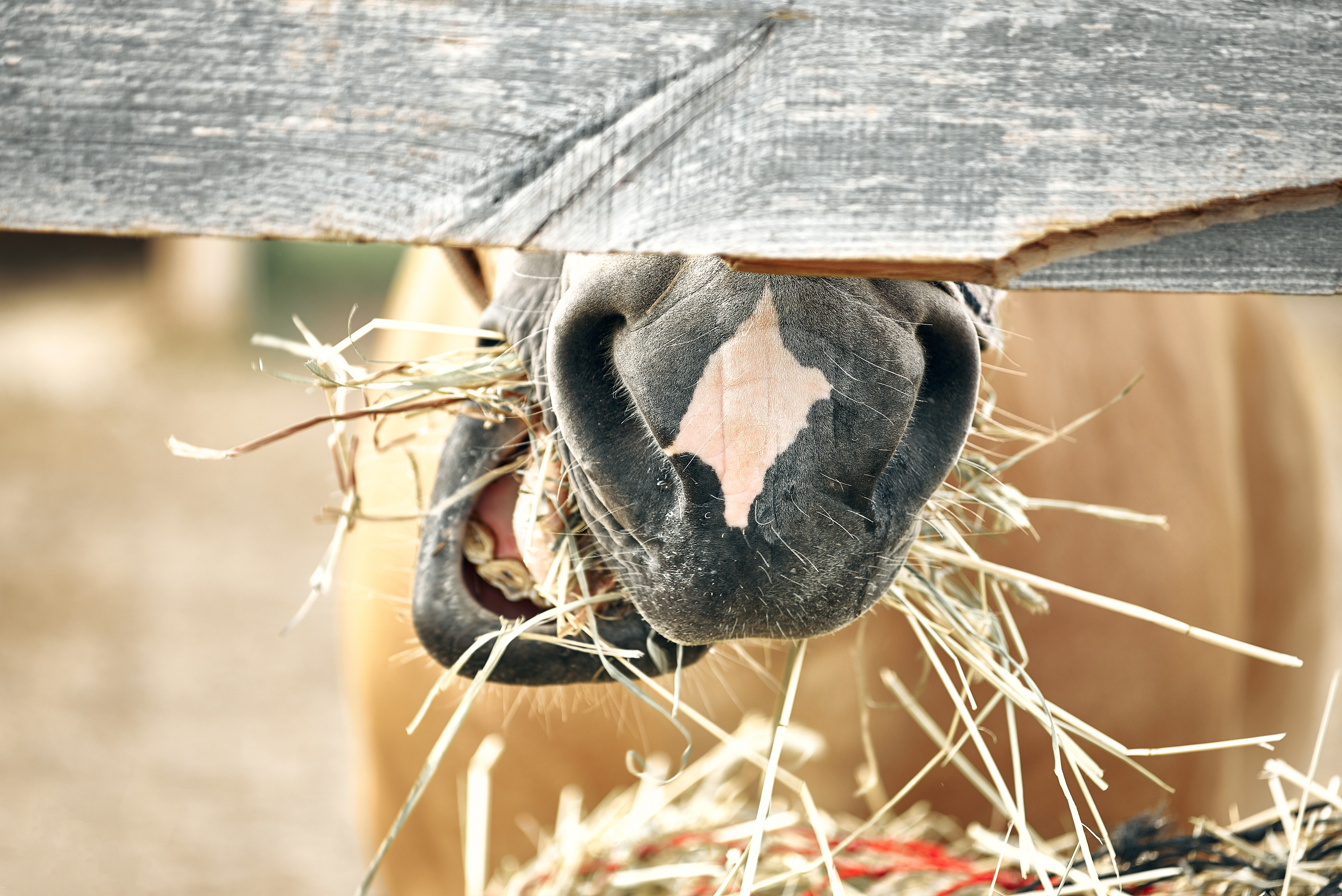 How to Keep Your Horse’s Gut Healthy