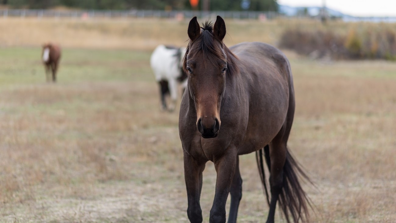Loose Minerals Saved Shanon's Rescue Horse | A Redmond Story
