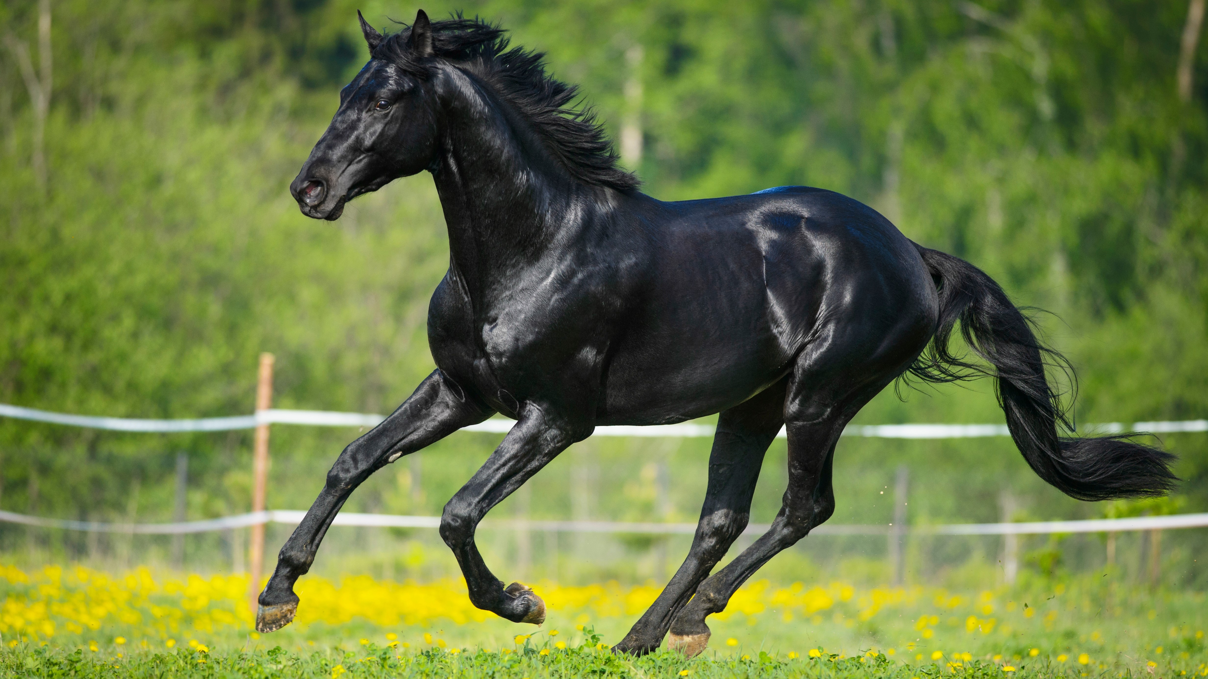 Equine Ulcers 101:  Tips on How to Treat and Prevent Ulcers in Horses