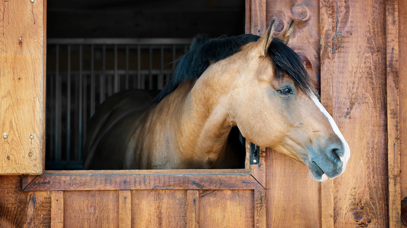 Vet Advice: 6 Common Causes of Diarrhea in Horses & How to Treat It