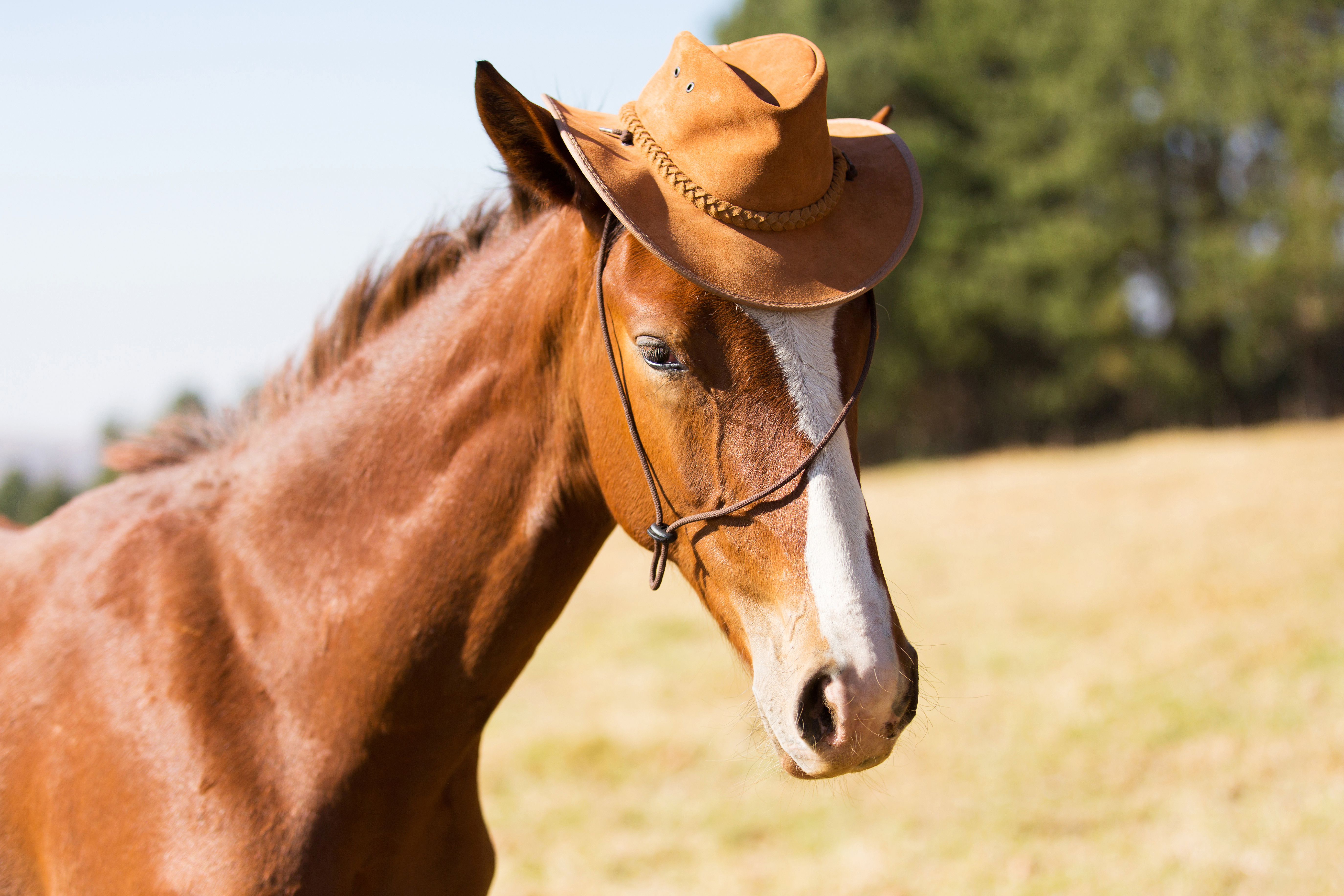 5 Tips for Taking Better Pictures of Your Horse