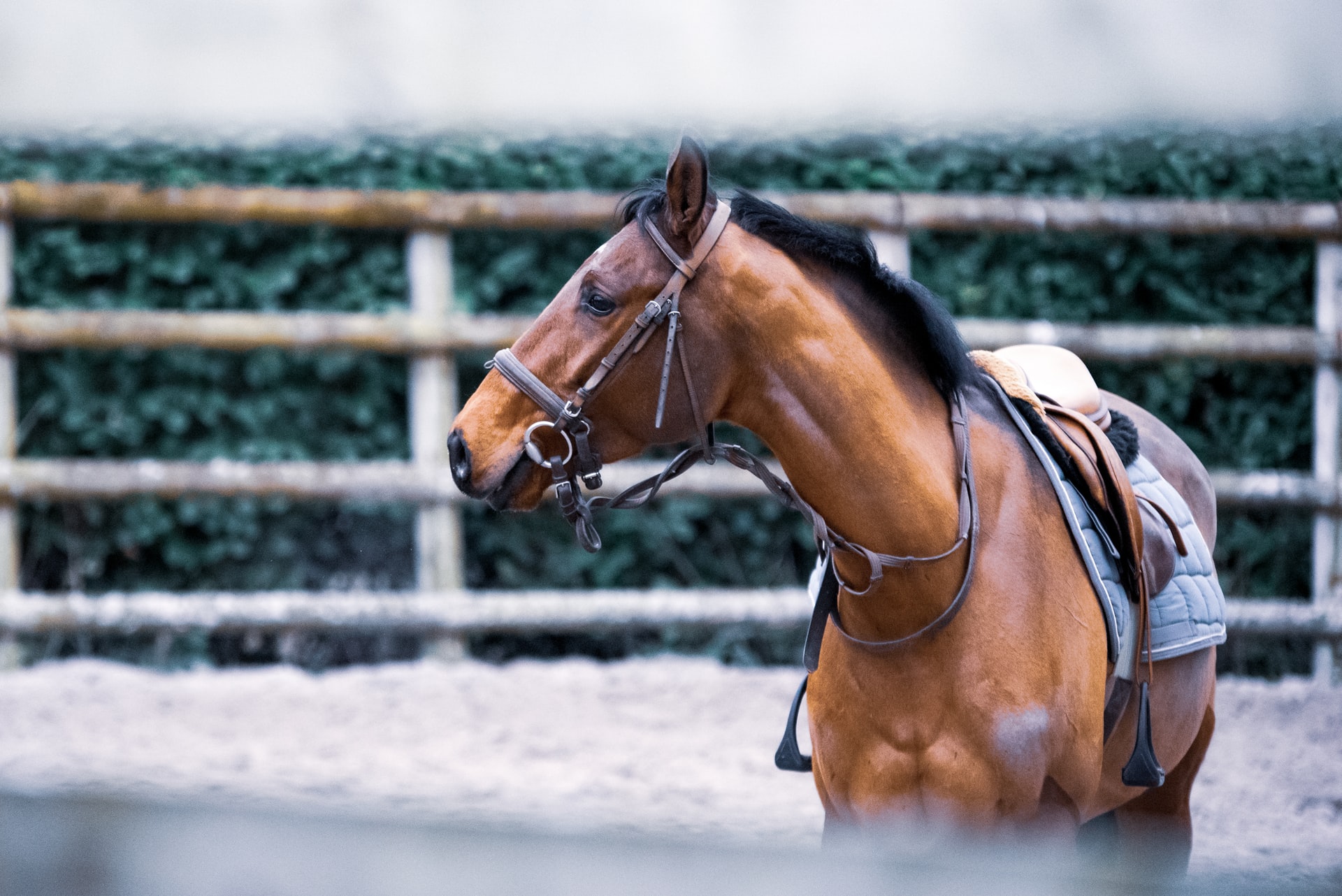 How Daily Gold Settled Paige's Anxious Horse | A Redmond Story