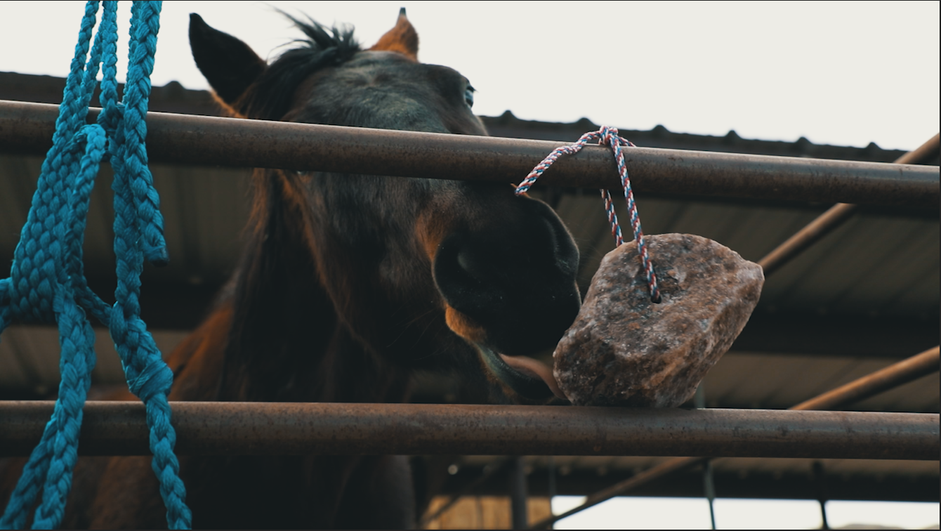 How Kelly Keeps Horses' Mineral Levels Up | A Redmond Story