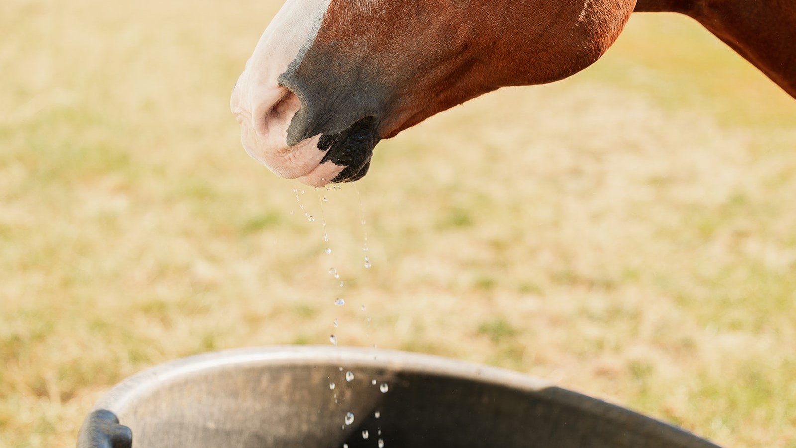 A hydrated horse drinking water from a trough.