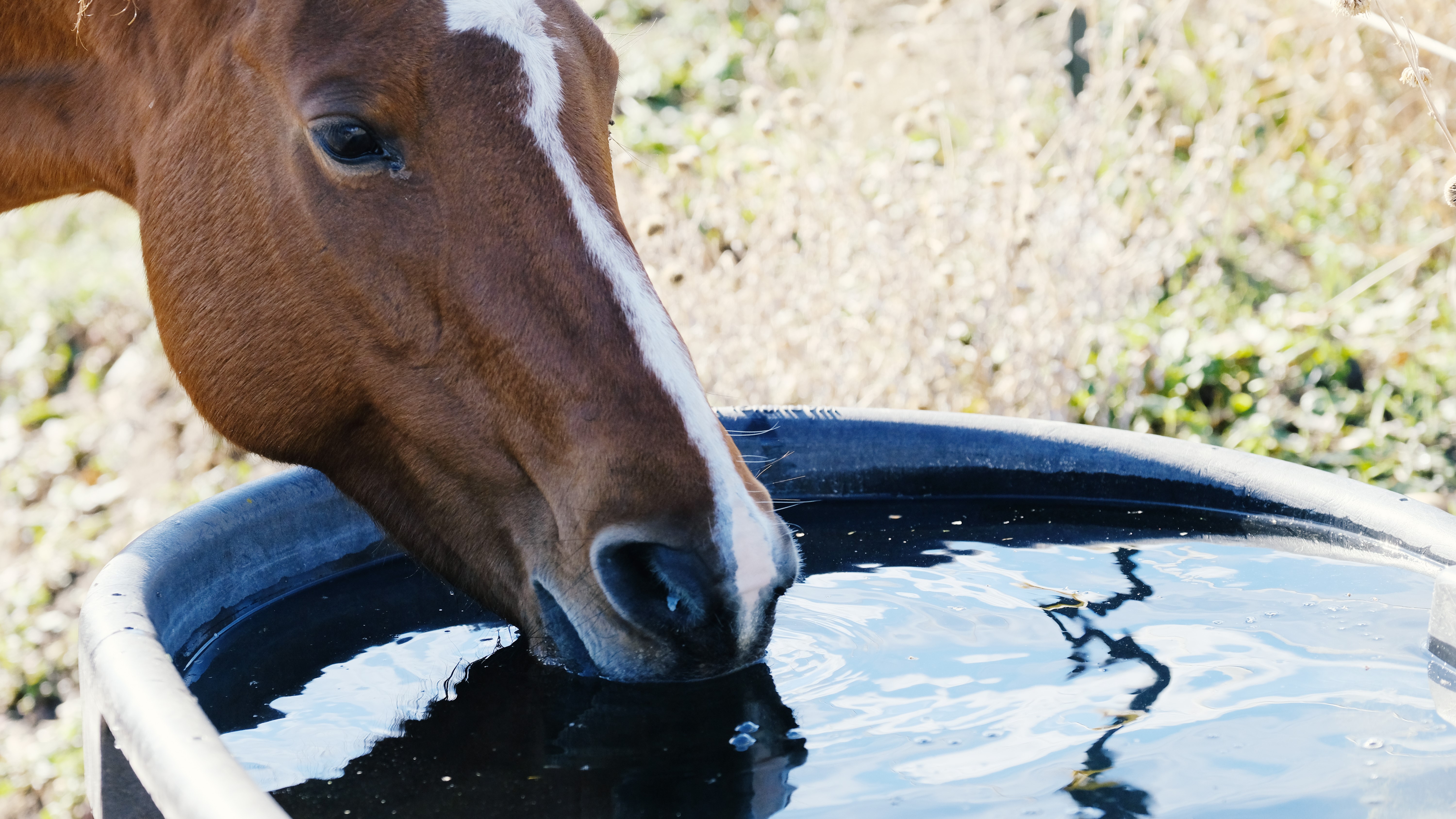 Redmond Rock and Rein Water are full of trace minerals and equine electrolytes horses need to avoid dehydration.