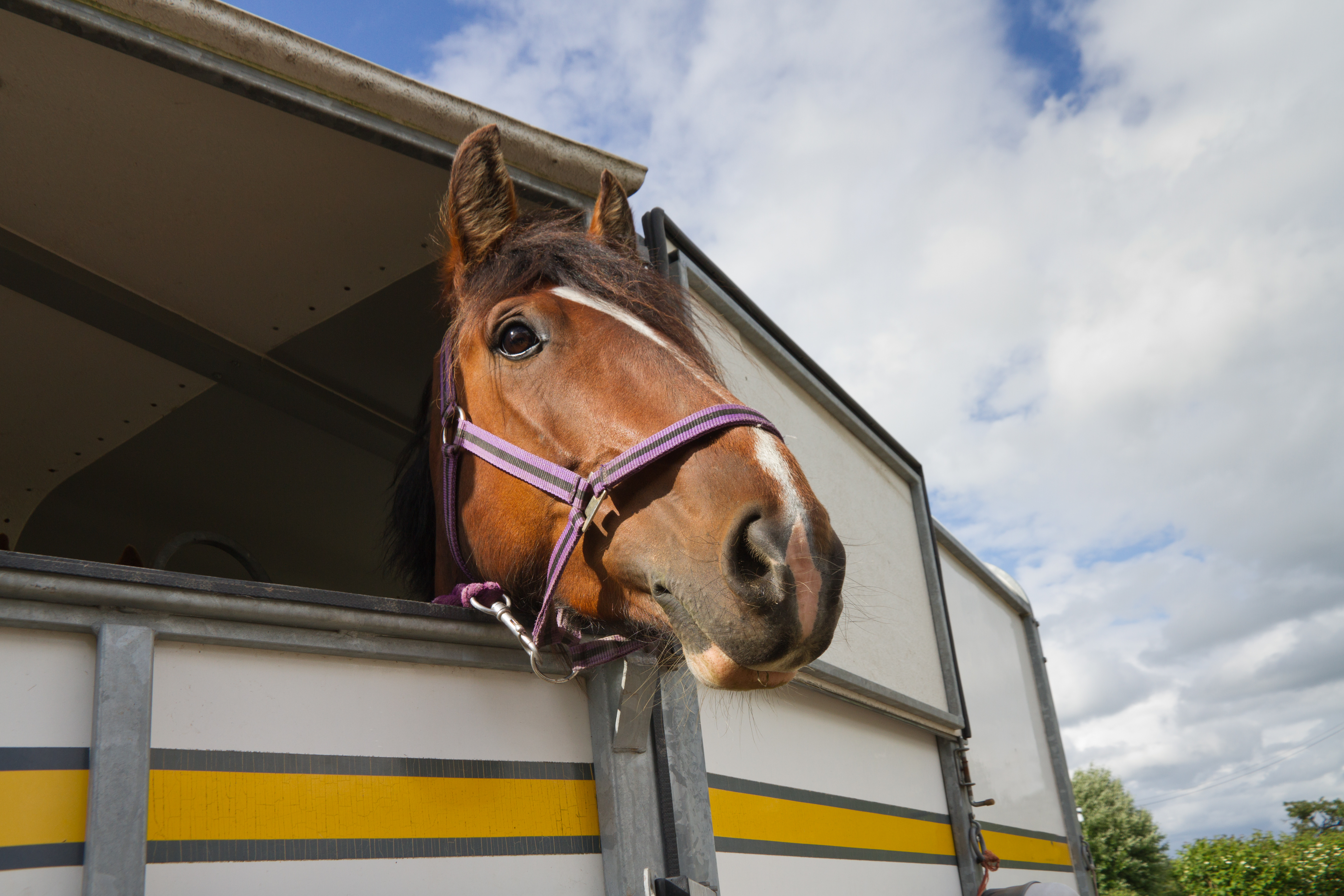 Why Won’t My Horse Drink Water Away From Home?