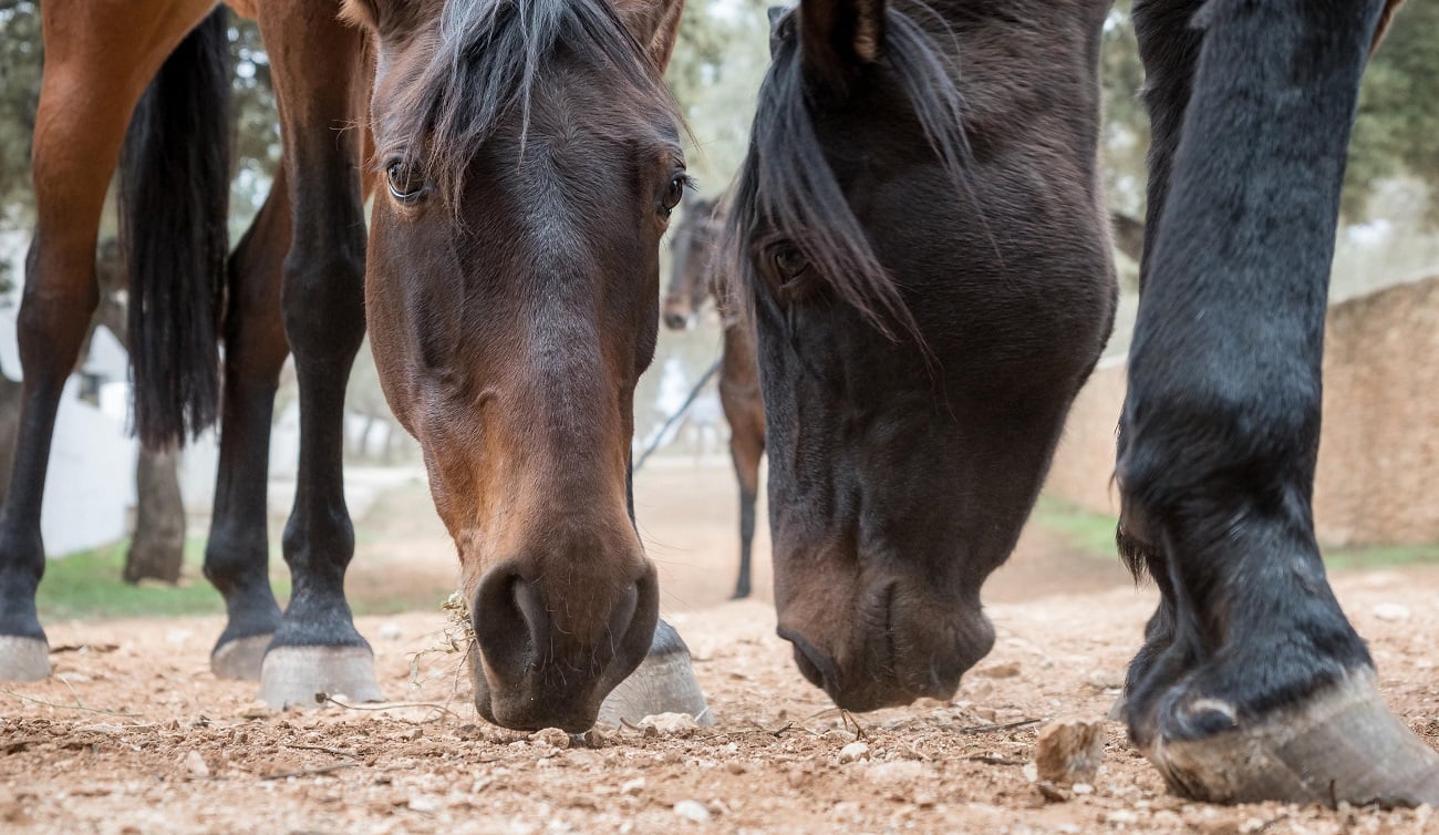 5 Reasons Horses Eat Dirt (and What to Do About It)