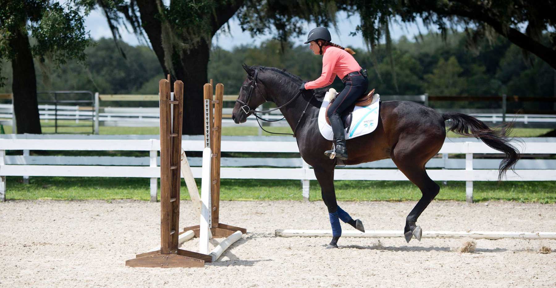 How to Earn Your Horse's Trust and  3 Ways You Could Lose It