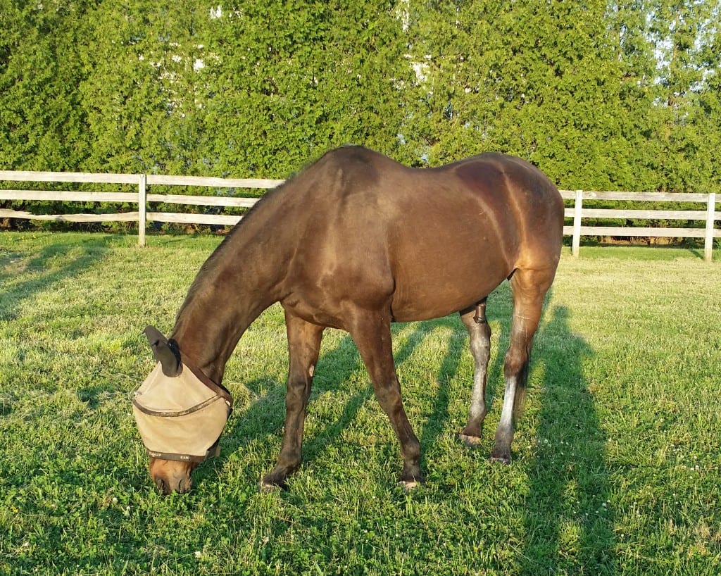 a-personal-story-about-my-older-horse-dribbling-urine