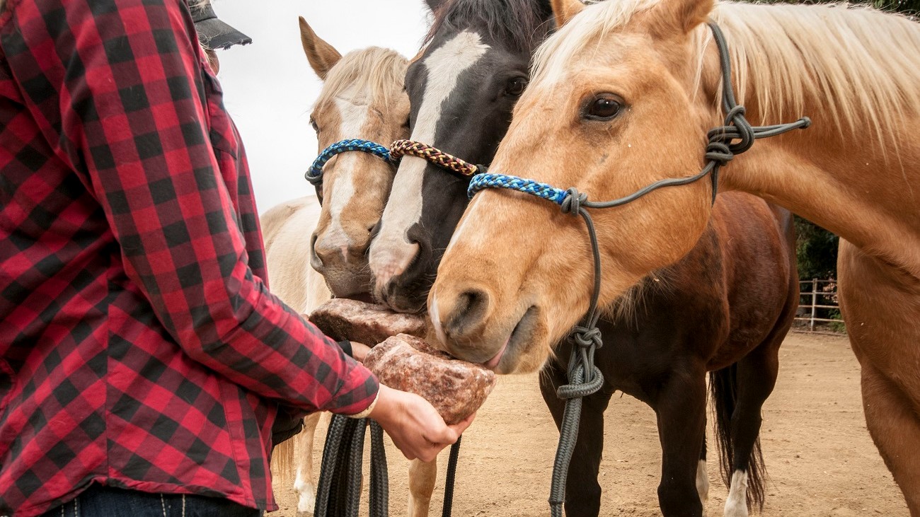 How Long Does a Redmond Rock Horse Lick Last?