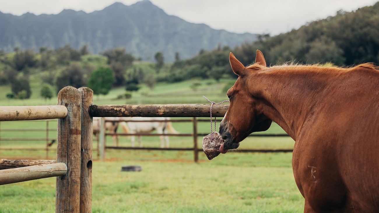 A horse licks a natural Redmond Rock with 60+ balanced minerals, including trace amounts of iron.