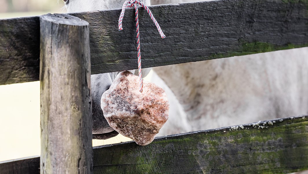 Rock Salt vs. Mineral or Salt Block for Horses—Which is Best?