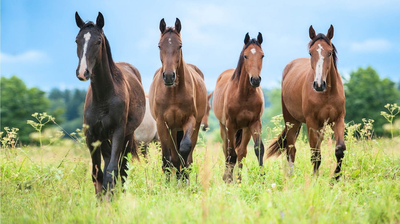 When & How to Supplement Selenium for Horses