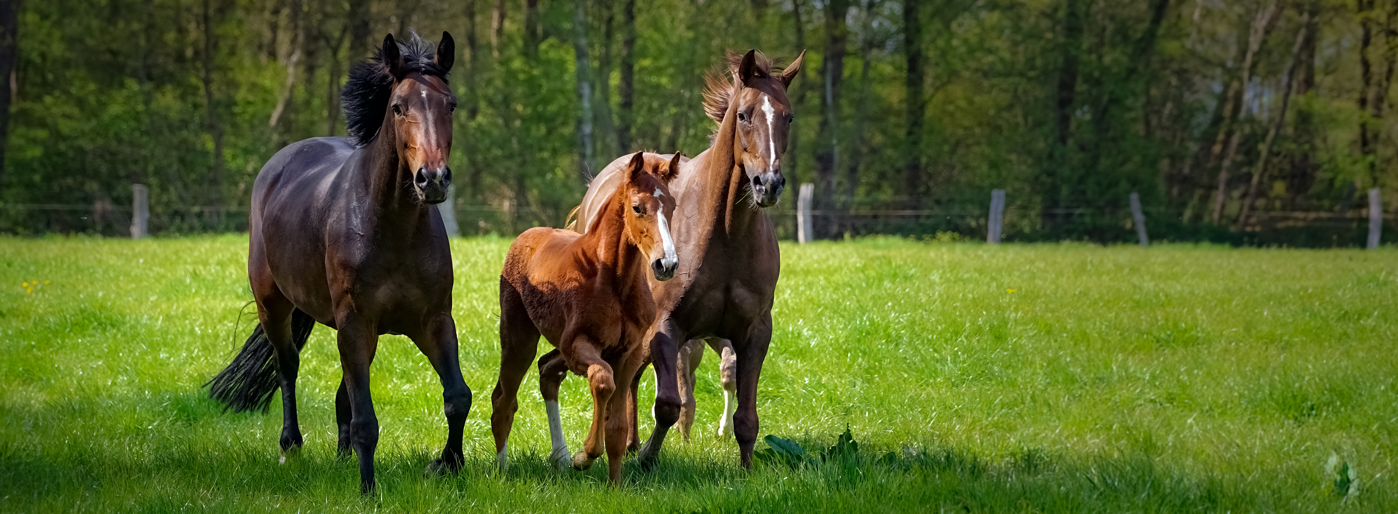 How to Treat and Prevent Gas Colic in Horses