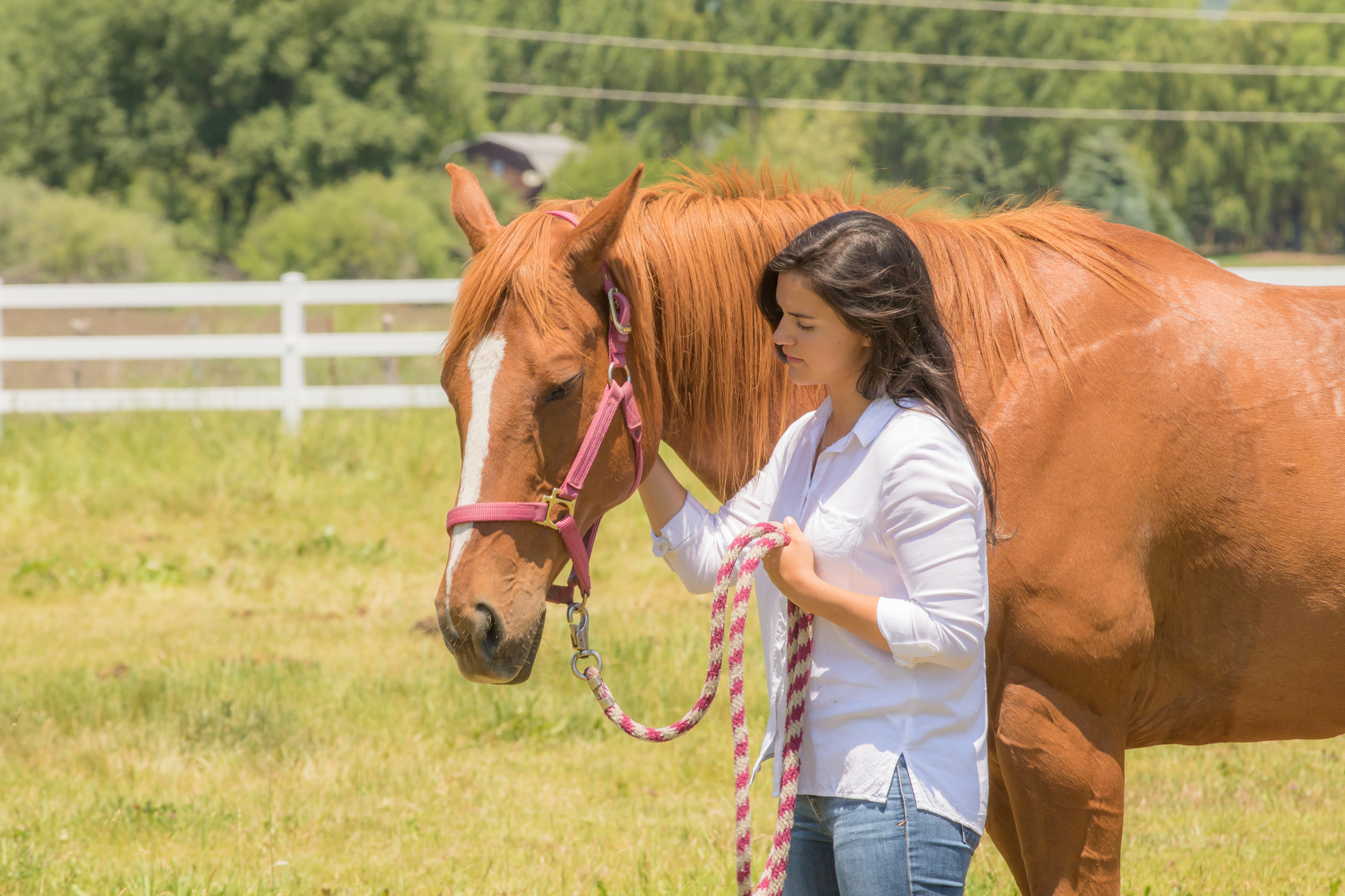 How to Treat Anxiety in Horses