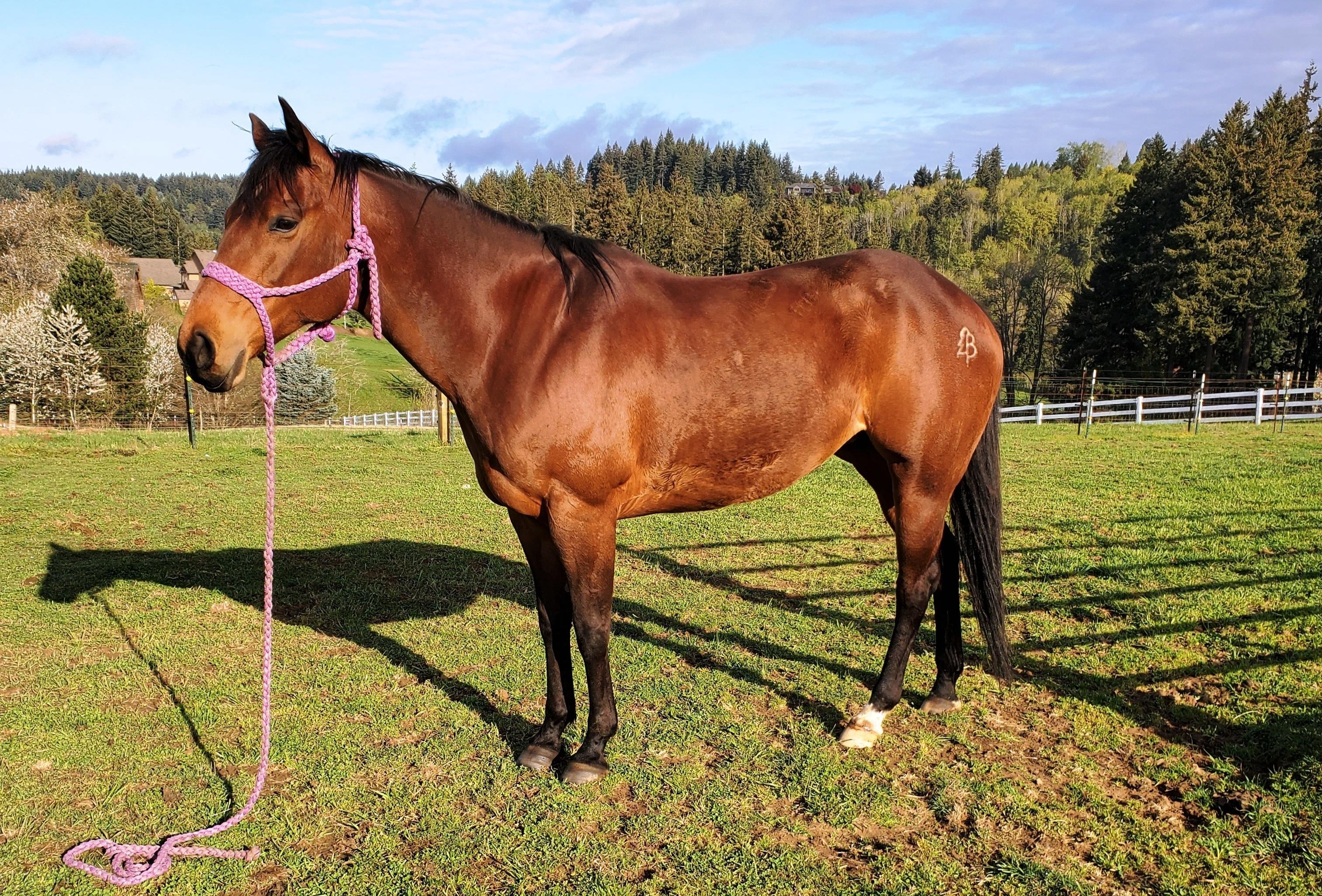 A Redmond Story: Daily Gold Helped Prada Get Out of Pain From Equine Ulcers