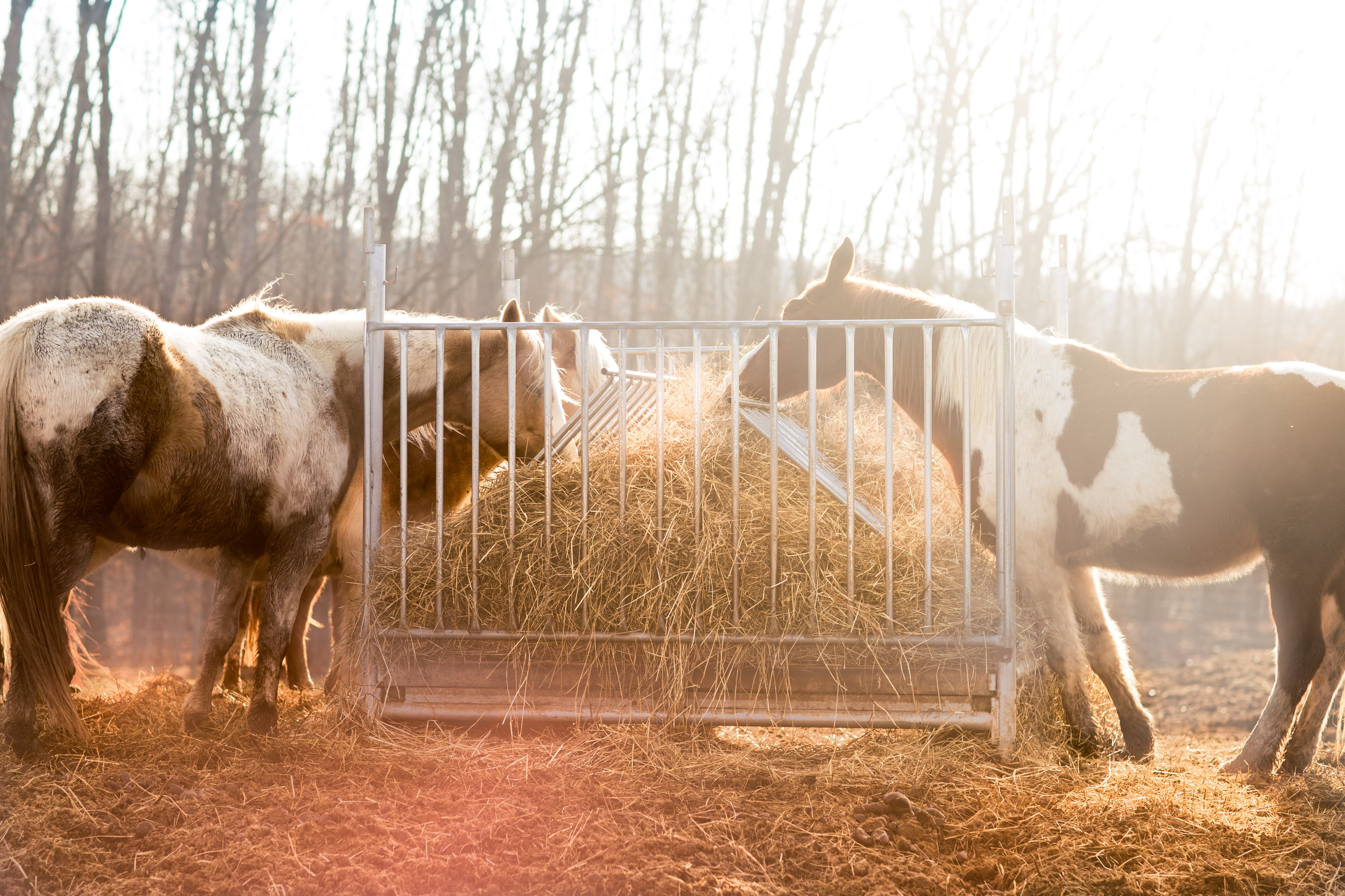 Kelly's Senior Horse Regained an Appetite for Life | A Redmond Story