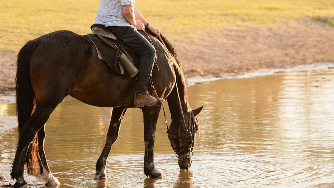How to Hydrate a Horse | Tips from Julie Goodnight