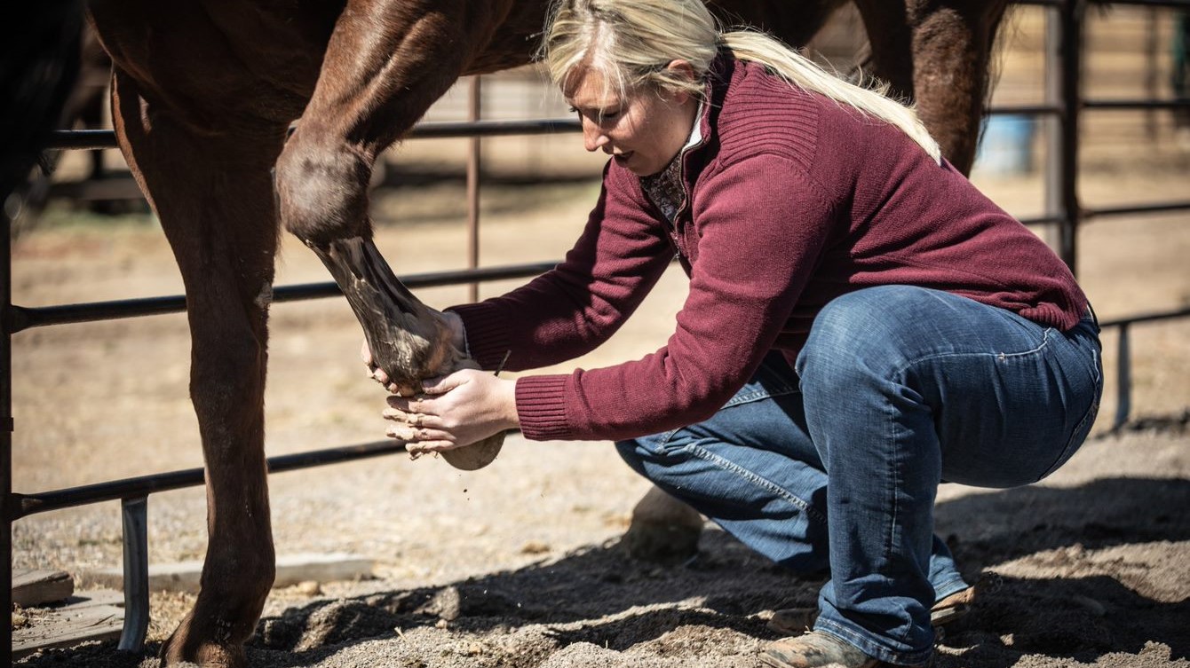 natural clay equine poultice