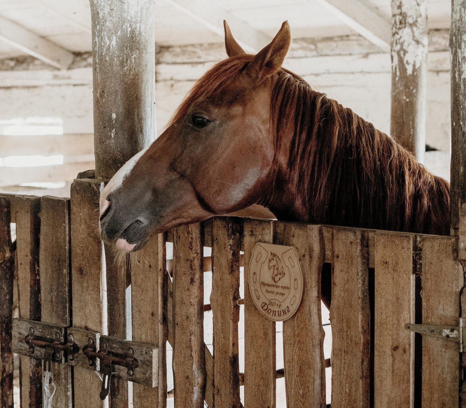 Kyra Uses Daily Gold to Treat Stress in Horses | A Redmond Story