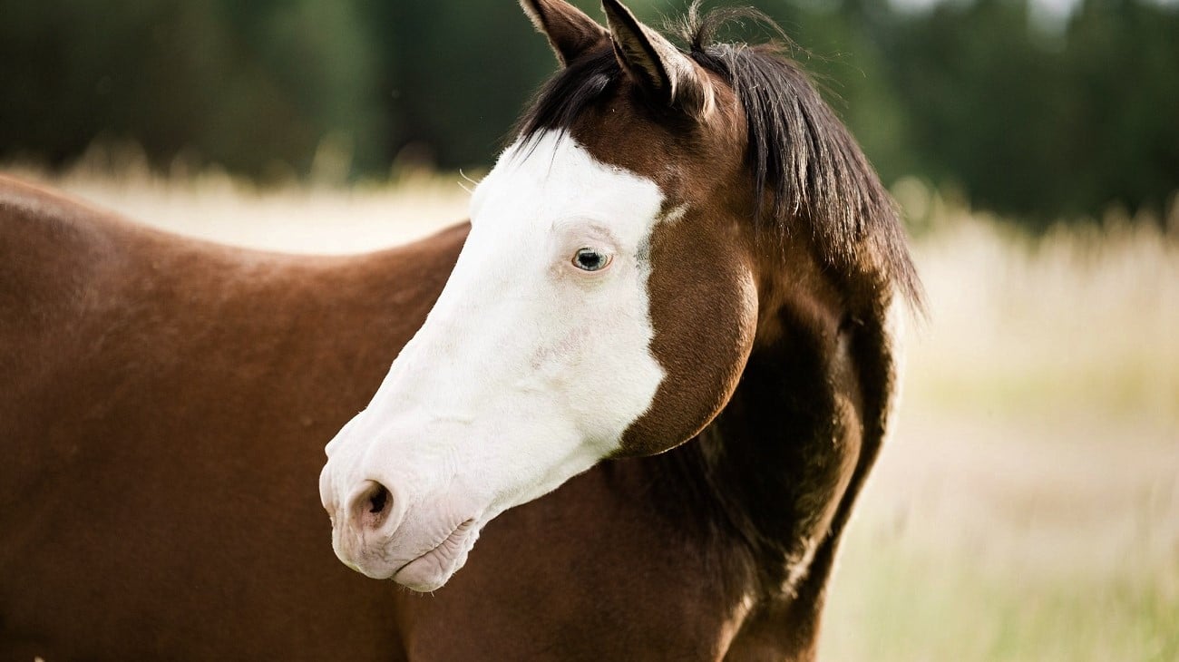 Daily Gold, made from Redmond bentonite clay, improves horse ulcers, digestion, and diarrhea.