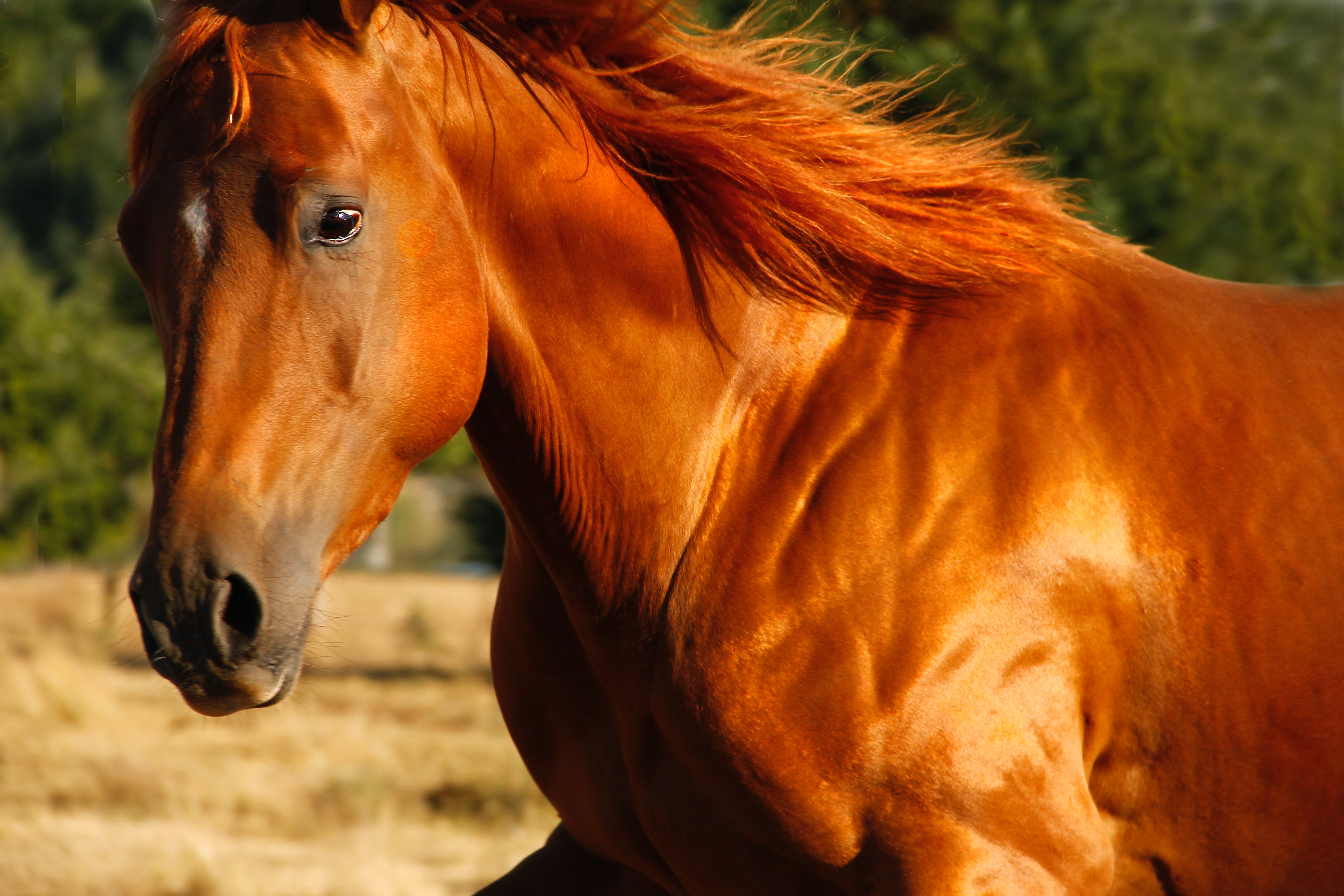 Daily Gold Transformed Dalia's Senior Horse | A Redmond Story