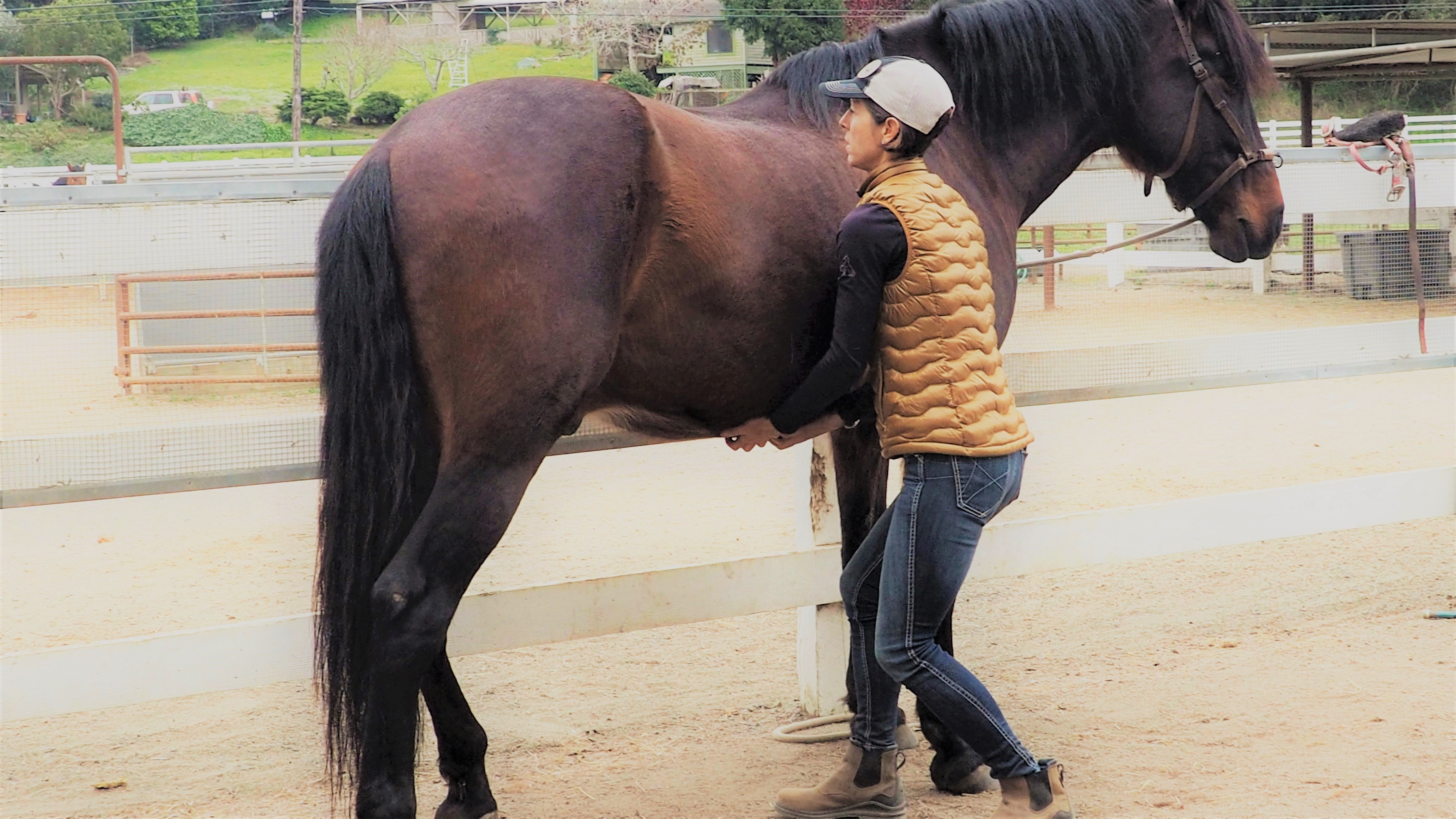 Performing stretch exercises on your horse three times a week promotes better flexibility and stability.