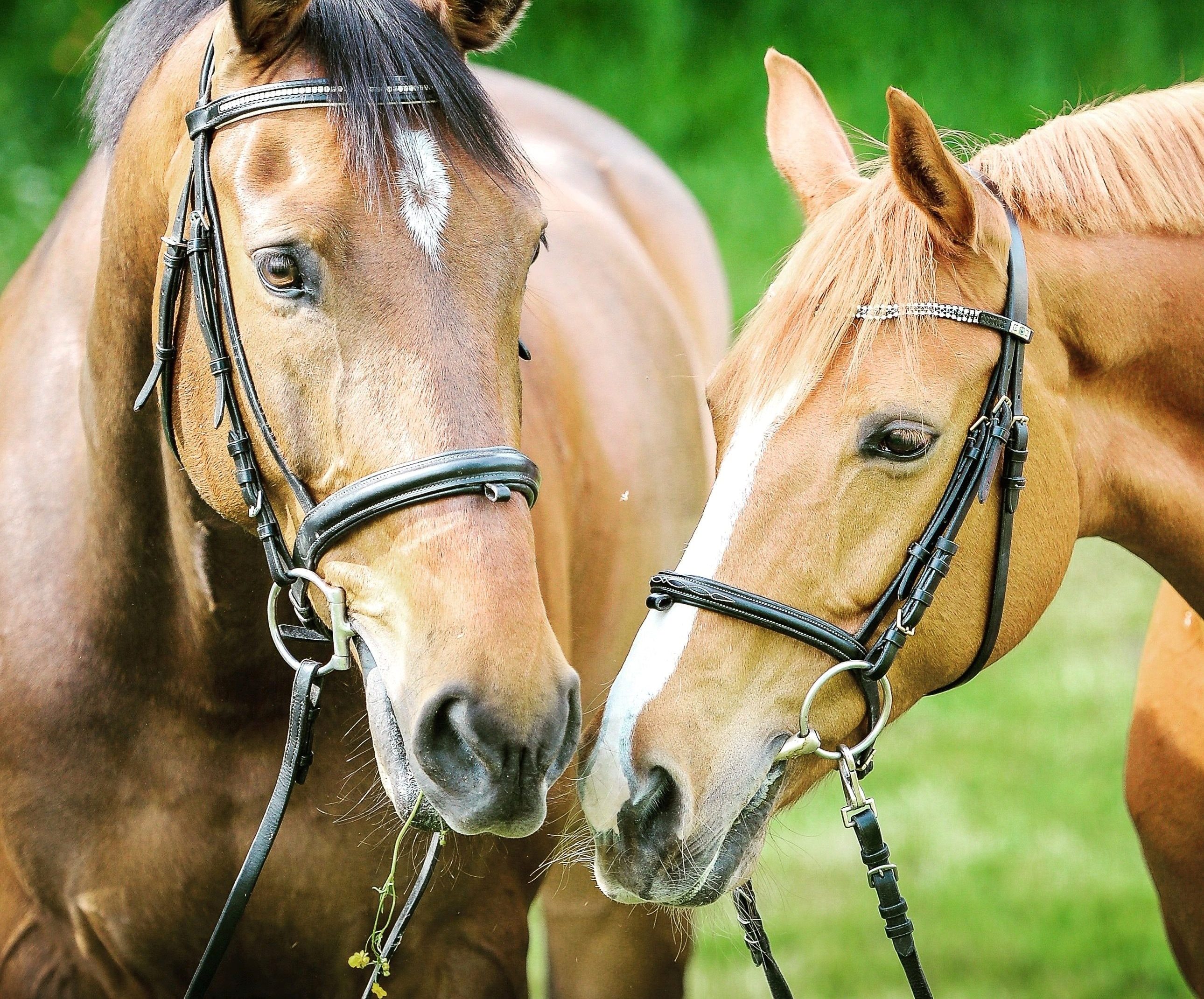 Mineral Brand of Choice for Red Hot Running Horses