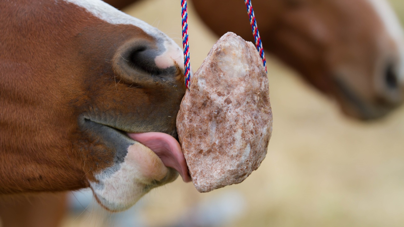 Redmond Rock salt is packed with essential trace minerals for horses.