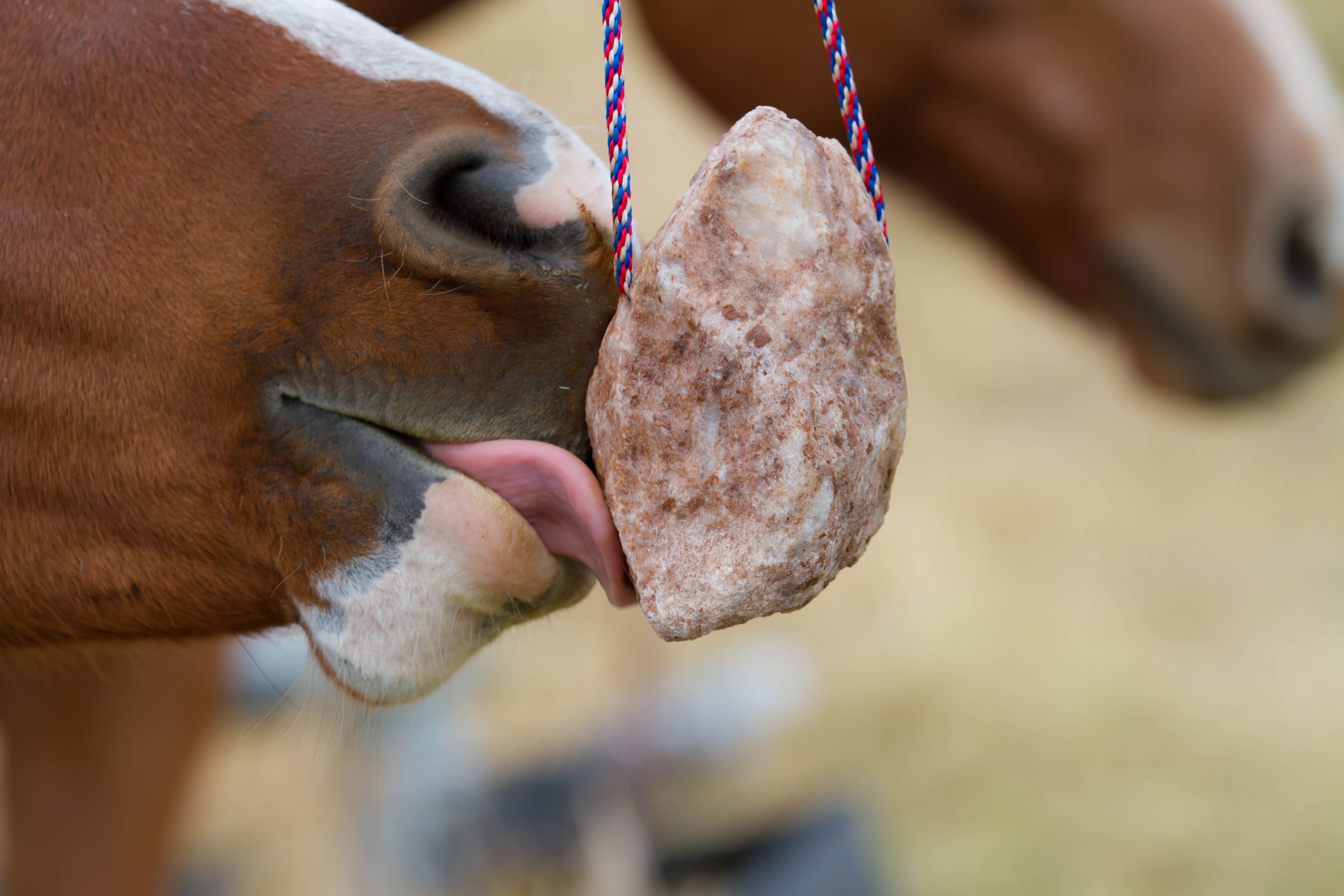 Redmond Horse Supplements: What Does 60+ Trace Minerals Mean?