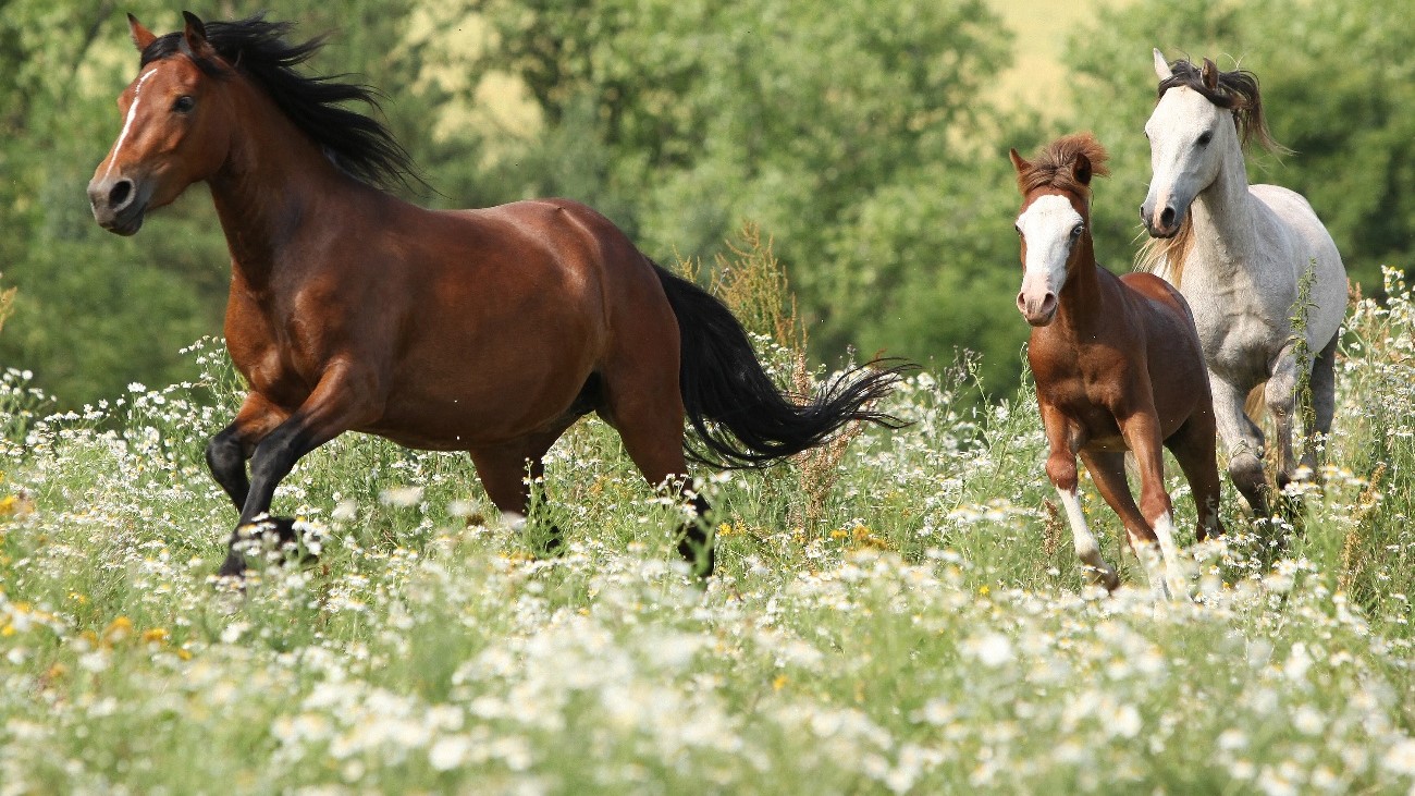 12 Important Vitamins and Minerals for Horses