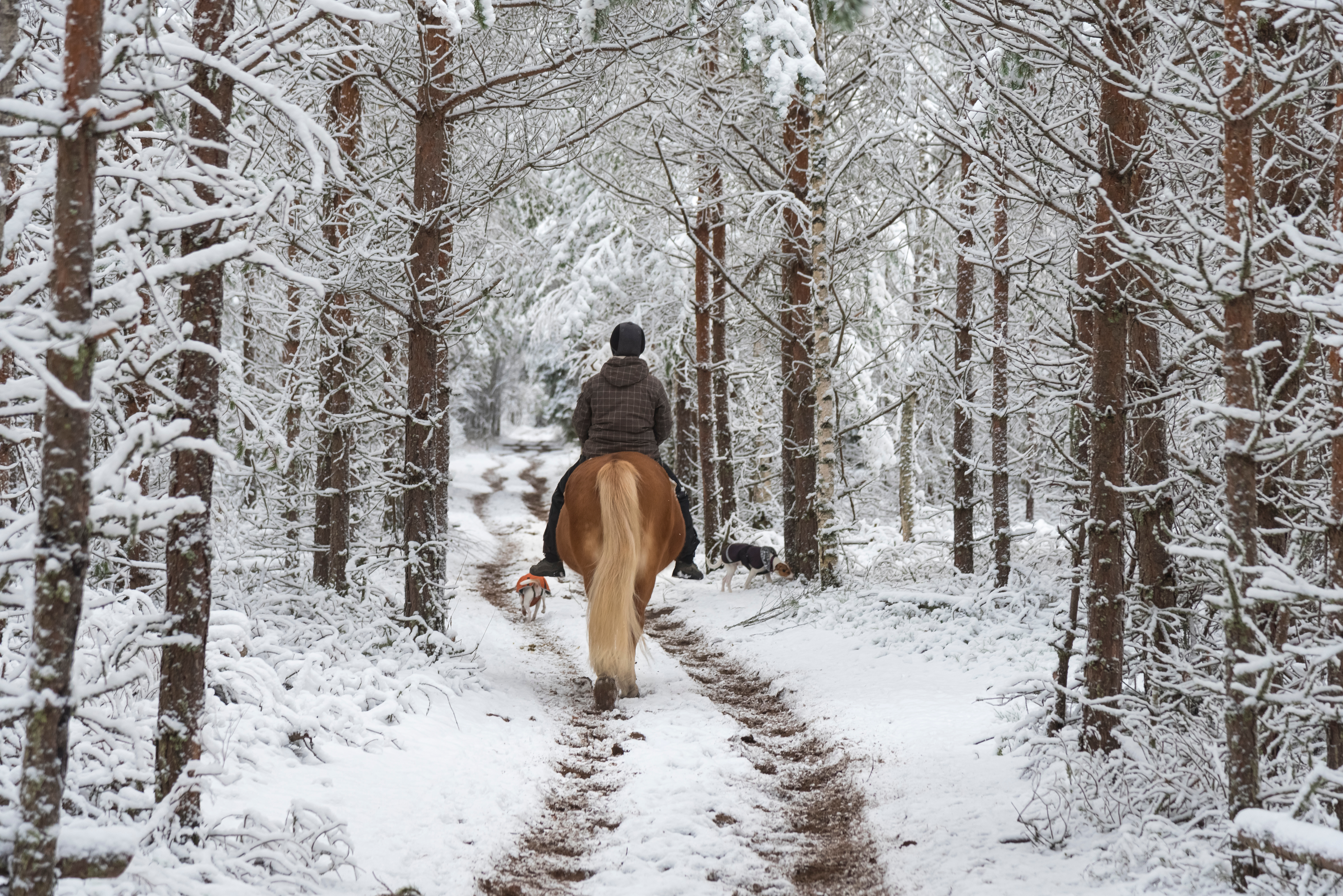 Wintertime Riding:  7 Safety Tips for You and Your Horse