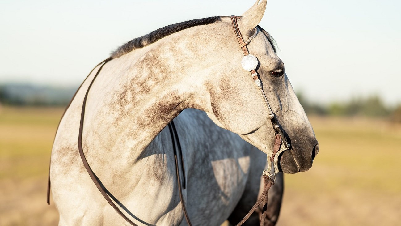 A stressful lifestyle can cause even healthy horses to show signs of ulcers.